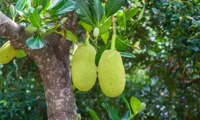 Amazing 15 Jack Fruit Benefits │ What are the benefits of eating jackfruit?