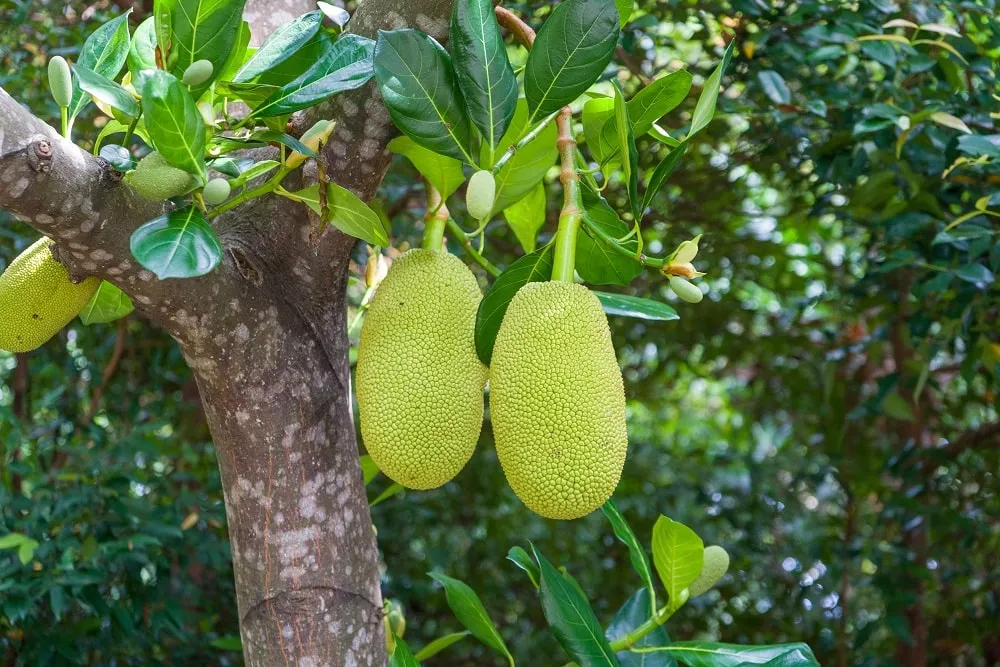 Amazing 15 Jack Fruit Benefits │ What are the benefits of eating jackfruit?