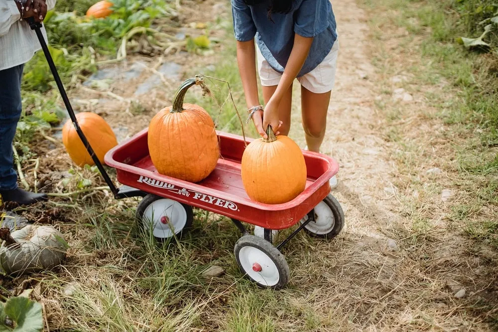 pumpkin: HEALTH BENEFITS OF PUMPKIN, benefits of pumpkin