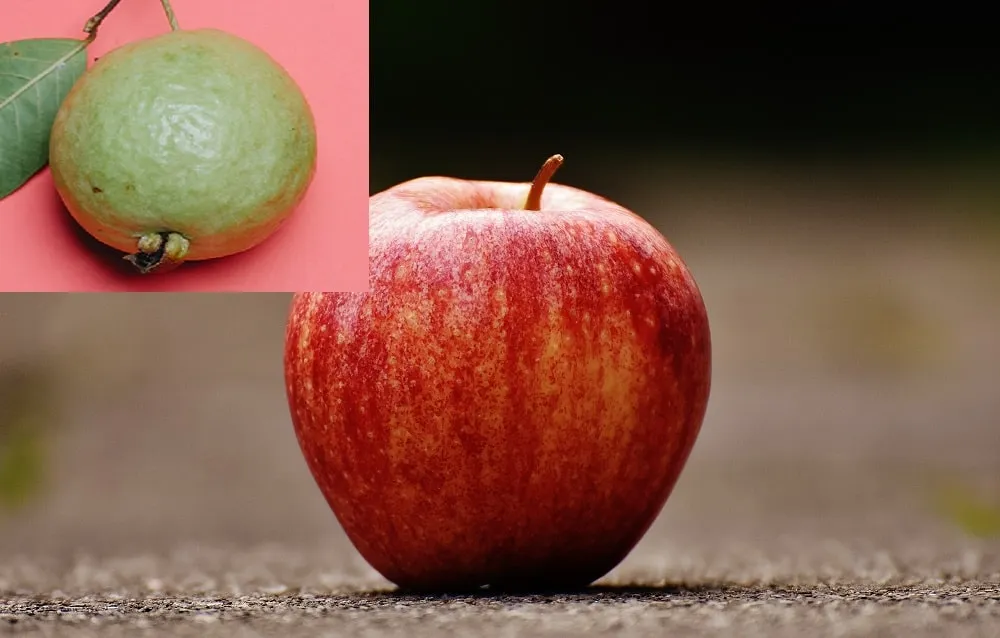 Apple Or Guava Which Is Better?