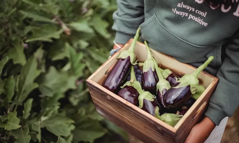 IS EGGPLANT BAD FOR YOU ?