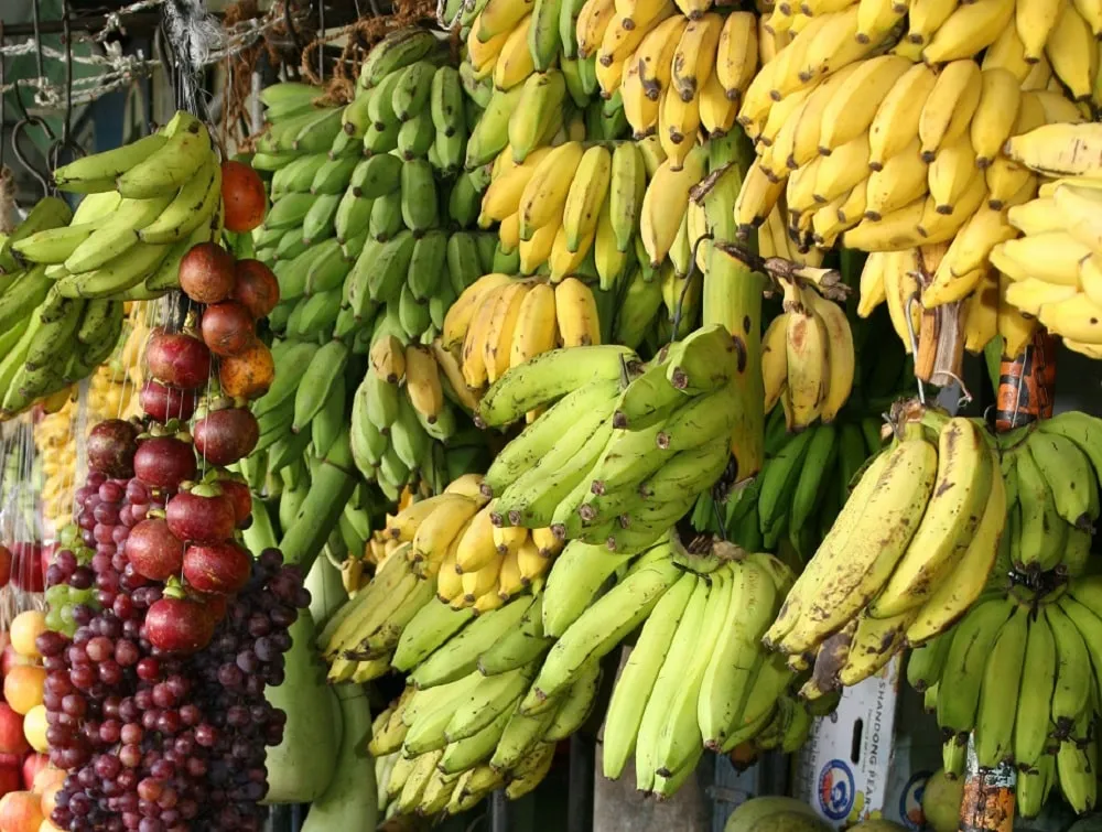 Benefits Of Robusta Banana