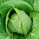 Cabbage Nutrition in Hindi (पत्ता गोभी खाने के फायदे)