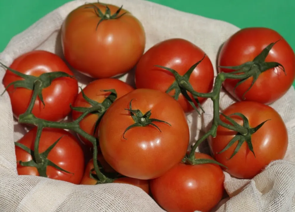 The answer to the question of whether or not tomatoes are berries is that they're both fruits and vegetables. A tomato is a fruit because it contains seeds and has a hard rind. It's also considered a vegetable because its primary purpose is to be eaten rather than used for cooking or other purposes.