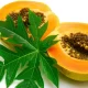 Can we eat papaya during fever?