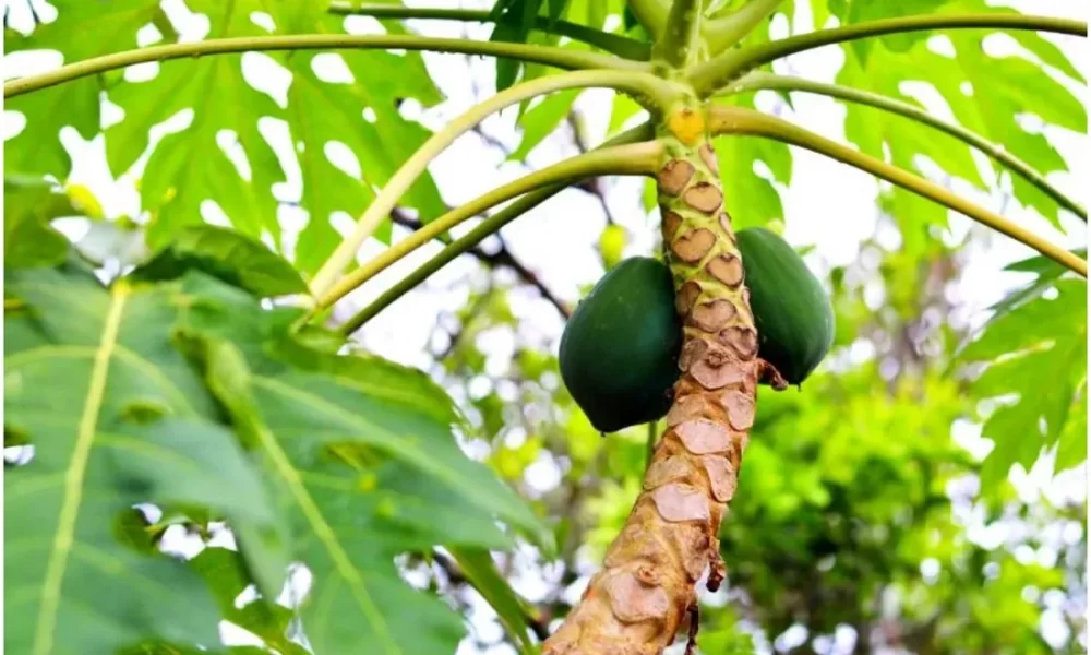 Can we eat papaya in jaundice?