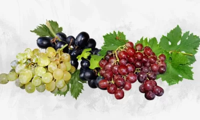 Is Eating Grapes at Night Good or Bad? Know the Benefits, Drawback and Grape Snacks