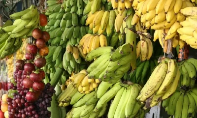 Benefits Of Robusta Banana