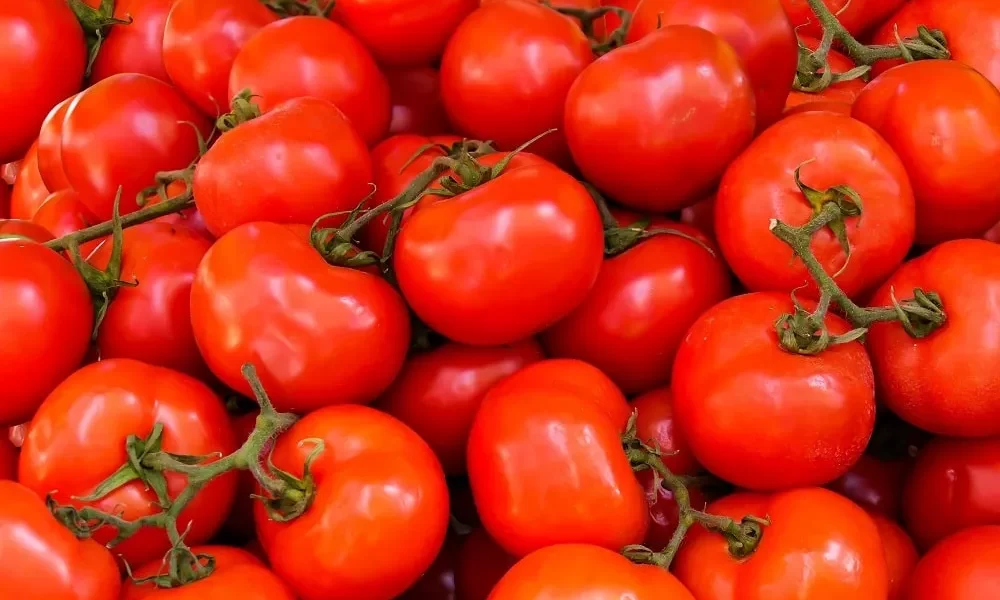 HOW MUCH SUNSHINE DO TOMATO PLANTS NEED?