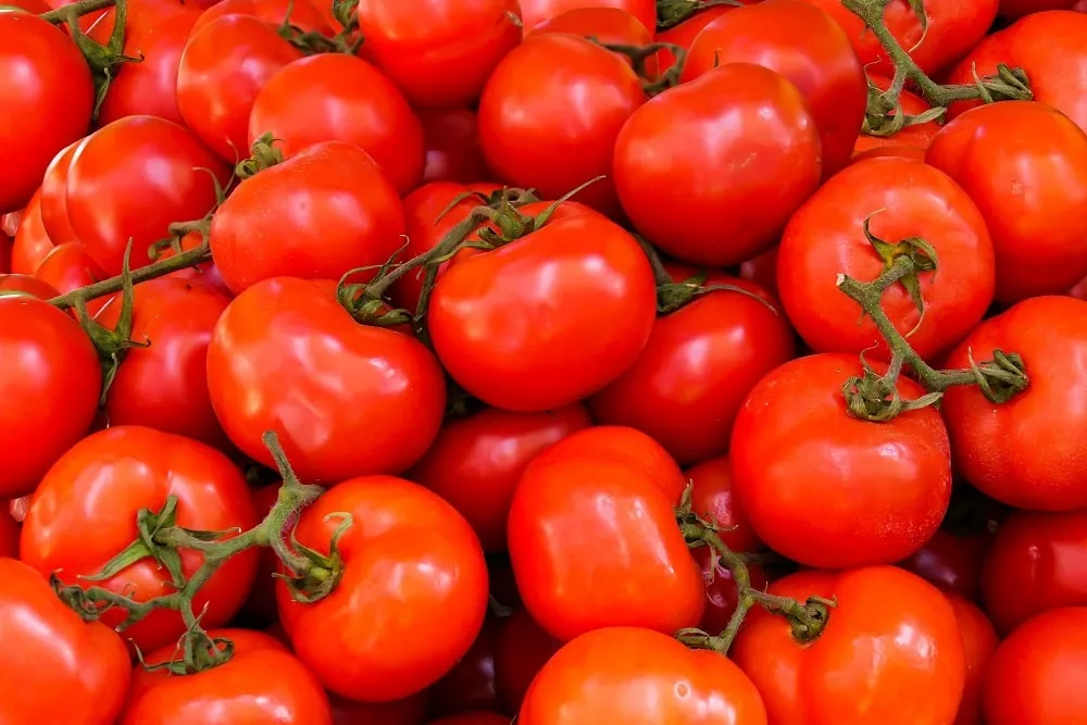 HOW MUCH SUNSHINE DO TOMATO PLANTS NEED?