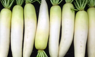 White Radish Benefits For the Liver ?