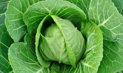 Cabbage Nutrition in Hindi (पत्ता गोभी खाने के फायदे)