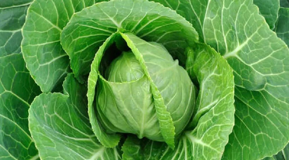 Cabbage Nutrition in Hindi (पत्ता गोभी खाने के फायदे)