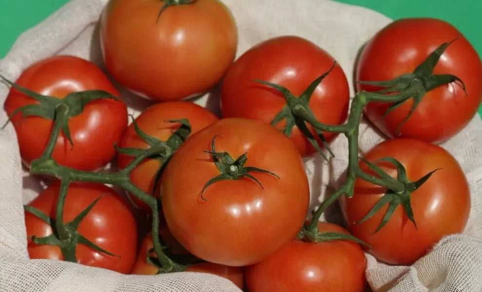 The answer to the question of whether or not tomatoes are berries is that they're both fruits and vegetables. A tomato is a fruit because it contains seeds and has a hard rind. It's also considered a vegetable because its primary purpose is to be eaten rather than used for cooking or other purposes.