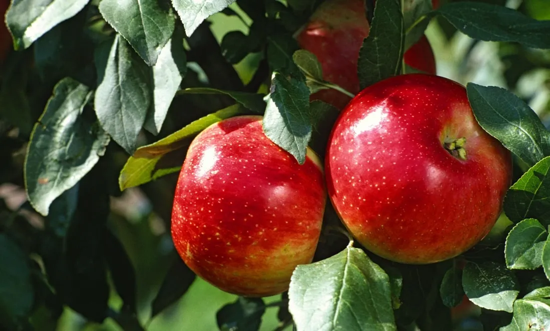 Can We Eat Apples During Periods?