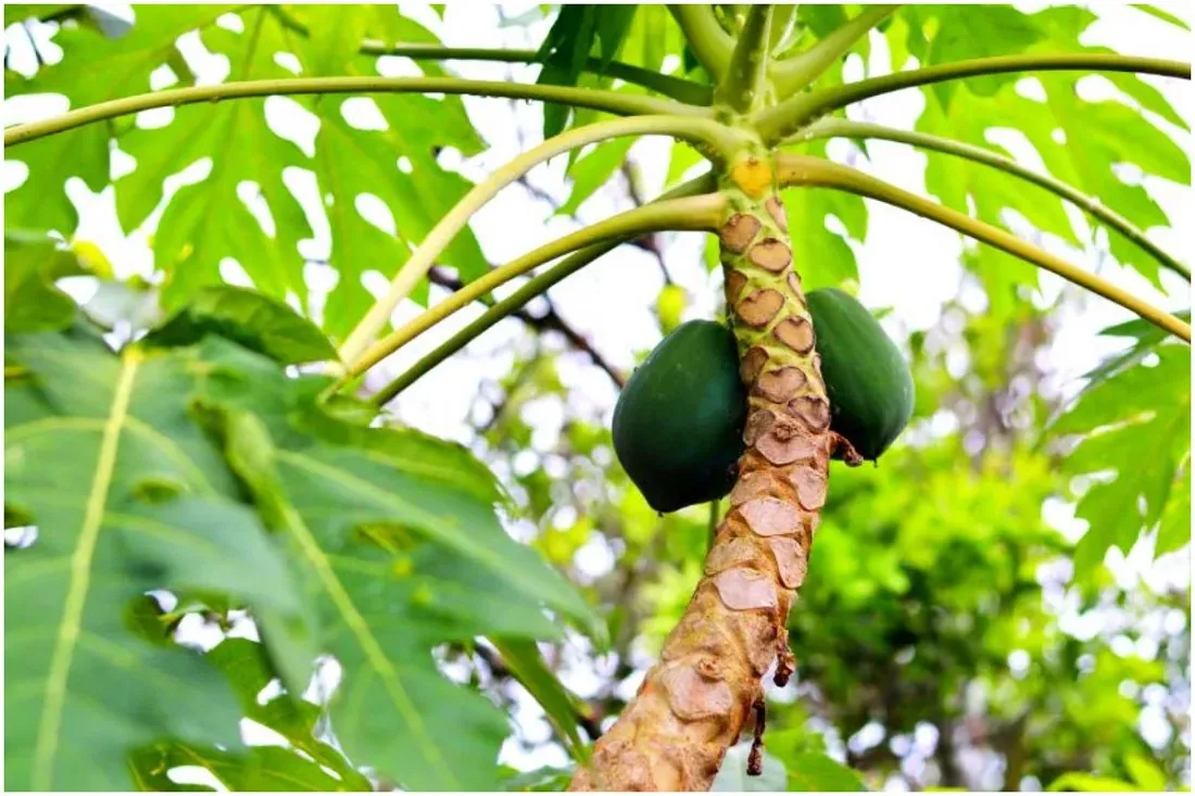 Can we eat papaya in jaundice?