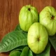 Can We Eat Guava Empty Stomach?