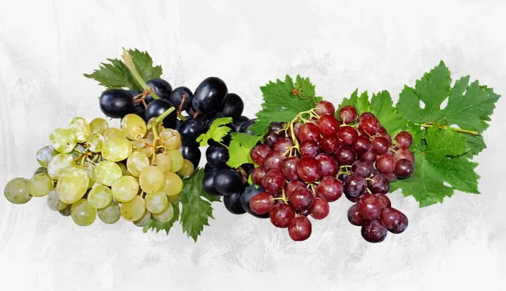 Is Eating Grapes at Night Good or Bad? Know the Benefits, Drawback and Grape Snacks